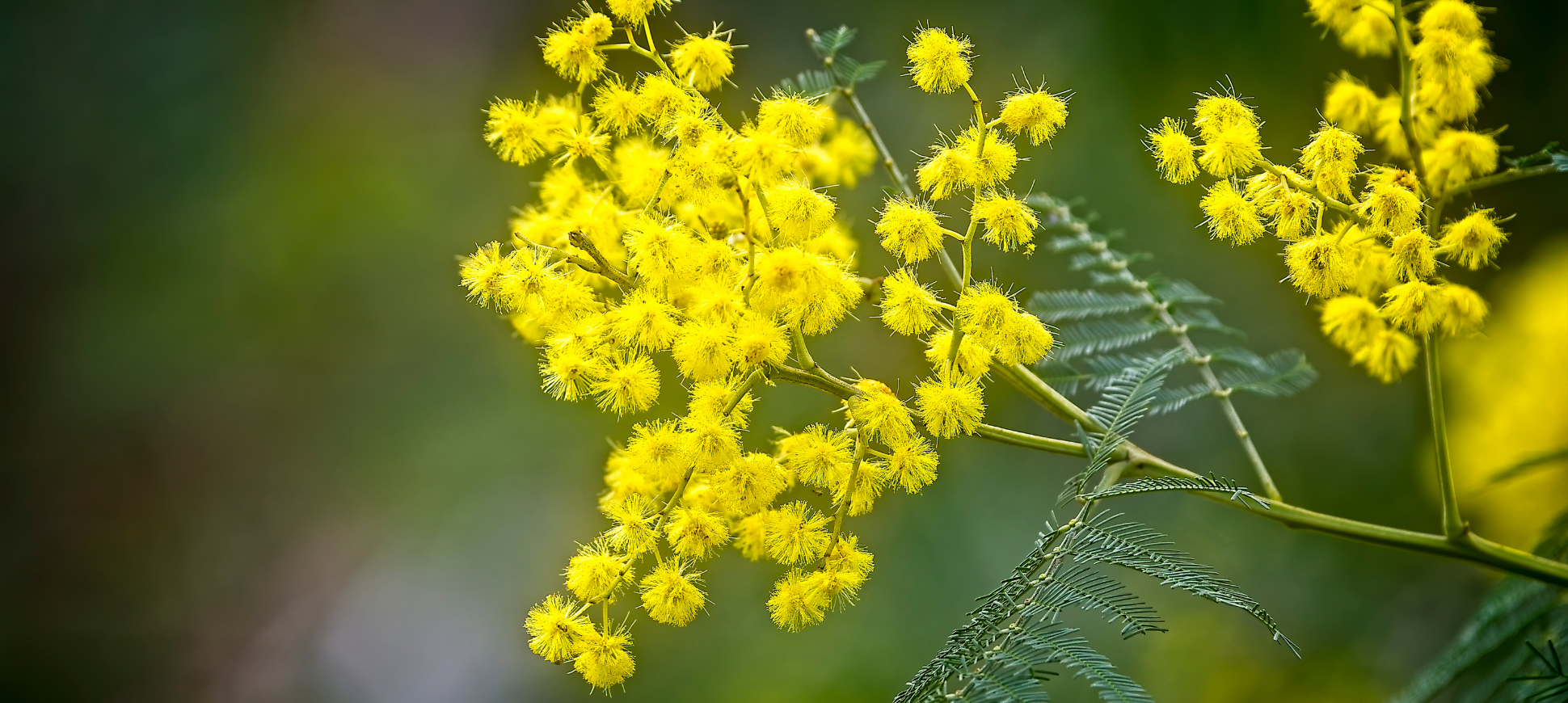 Image of yellow wattle blossoms 