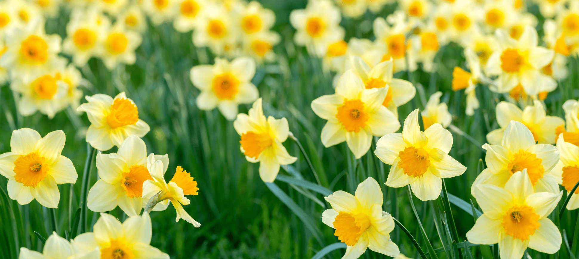 Image of daffodils for Easter 2024 message